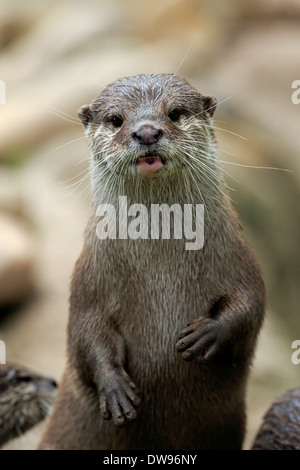 Cendrées Oriental Otter (Amblonyx cinerea), adulte, Allemagne Banque D'Images