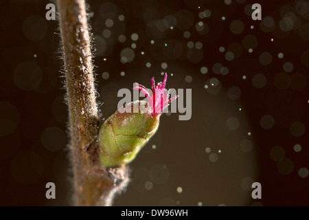 Le noisetier commun (Corylus avellana), fleur femelle, rouge avec les chatons de styles, Hesse, Hesse du Nord, Allemagne Banque D'Images