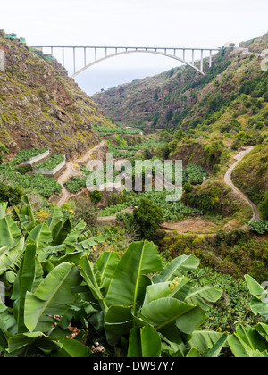 Les bananes poussent dans le Barranco del Agua valley sur l'île canarienne de La Palma, traversée par le pont Puente de los Tilos. Banque D'Images