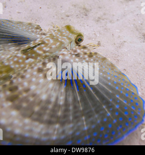 Libre de voler (Dactylopterus volitans) Grondin underwater Utila Island Bay Islands Honduras Banque D'Images