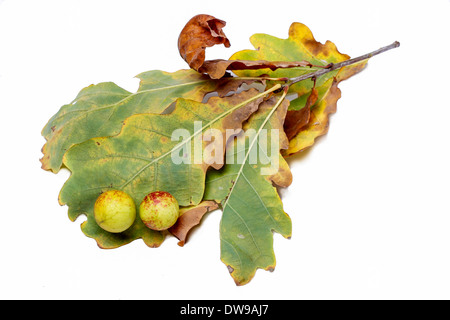 Pommes de chêne sur un chêne. Plante parasite sur les pommes de Chêne.sur un chêne. Parasite sur la plante. Banque D'Images