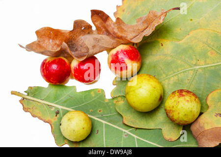 Pommes de chêne sur un chêne. Plante parasite sur les pommes de Chêne.sur un chêne. Parasite sur la plante. Banque D'Images