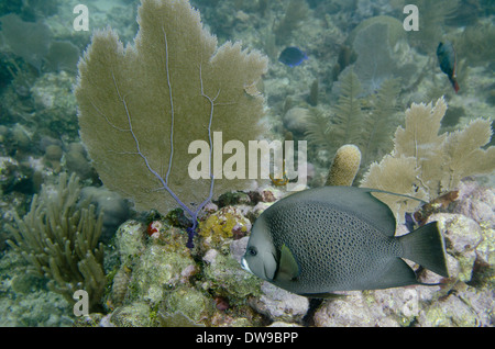 Angelfish Pomacanthus paru (français) nager sous l'eau, l'île d'Utila, Bay Islands, Honduras Banque D'Images