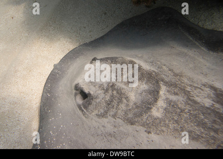 Vue sous-marine d'un coureur des Caraïbes stingray (Himantura) schmardae, Utila, Bay Islands, Honduras Banque D'Images