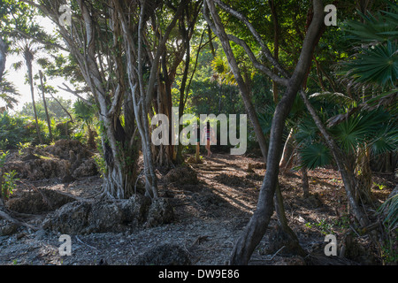 Les touristes par des arbres sur les îles de la côte de la Baie d'Utila au Honduras Banque D'Images