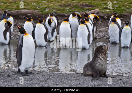 Argentina (Arctocephalus gazella) et de manchots royaux (Aptenodytes patagonicus), St Andrews Bay (Géorgie du Sud Banque D'Images