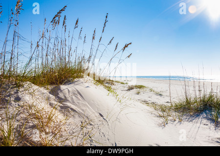 Tôt le matin, les rayons du soleil qui brille sur l'avoine de la mer au sommet d'une dune de sable sur la plage de Gulf Shores, Alabama Banque D'Images