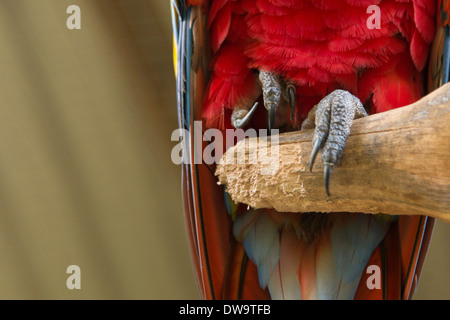 Libre d'un ara rouge (Ara macao) Macaw Mountain Bird Park Copan Copan Ruinas Copan Honduras Ministère Banque D'Images