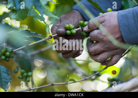 Les mains calleuses de café mûres retirez à débordement hors des buissons dans un champ au-dessus de Ataca, Ruta de las Flores El Salvador Banque D'Images