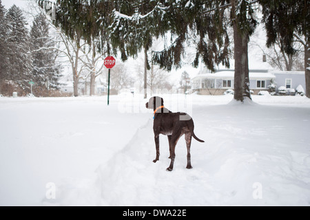 Chien de garde à l'extérieur de maison dans la neige, Petersburg, Michigan, USA Banque D'Images