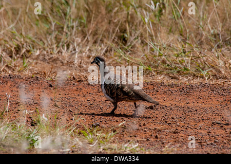 Pigeon de squatters Geophaps scripta Banque D'Images