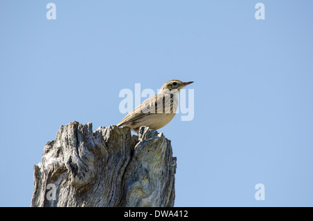 Australasian Sprague Anthus novaeseelandiae Banque D'Images