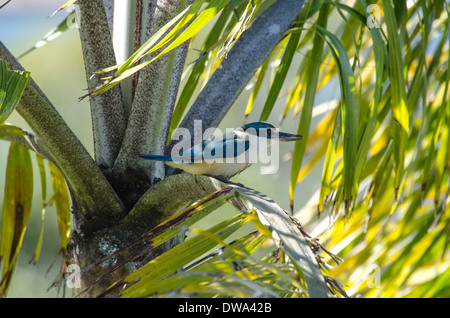 Sacred Kingfisher Todiramphus sanctus Banque D'Images