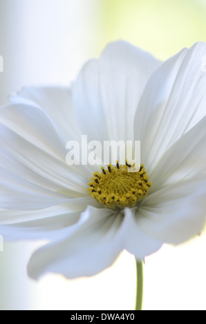 Cosmos blanc d'été Banque D'Images