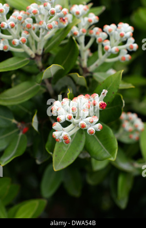 Fleurs de la del Rio (Metrosideros excelsa) un arbre indigène de la Nouvelle-Zélande appelée l'arbre de Noël de Nouvelle-Zélande Banque D'Images