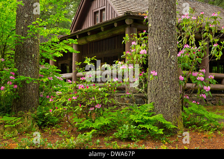 South Falls Lodge et rhododendron fleurit à Silver Falls State Park. De l'Oregon. USA Banque D'Images