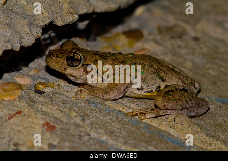 Peron's tree frog, la grenouille maculée d'émeraude, le rire rainette, ou la grenouille Litoria peronii cackle maniaque Banque D'Images