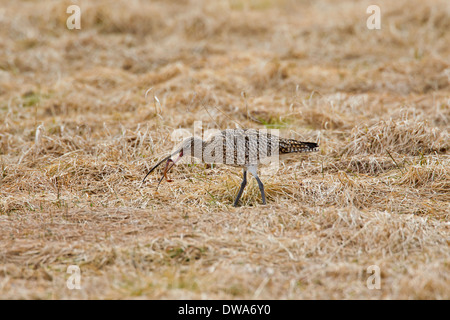 Courlis cendré / European Curlew (Numenius arquata) Ver de manger dans le pré Banque D'Images