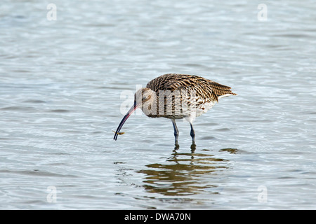 Courlis cendré / European Curlew (Numenius arquata) se nourrissent dans les eaux peu profondes le long de la côte de la mer du Nord avec des crevettes en bec Banque D'Images