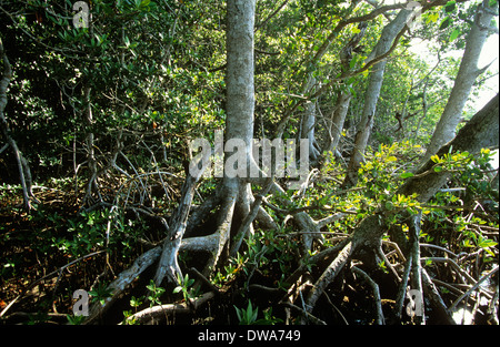 Red mangrove constituent un élément important de l'habitat de l'eau salée dans le parc national des Everglades, en Floride, aux États-Unis. Banque D'Images