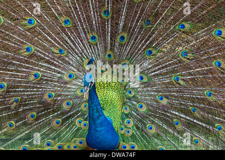 Un Indien paons bleus (Pavo cristatus) Banque D'Images