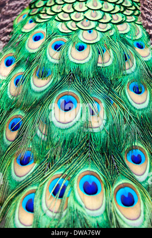 Détail d'un bleu indien les plumes de paons (Pavo cristatus) Banque D'Images