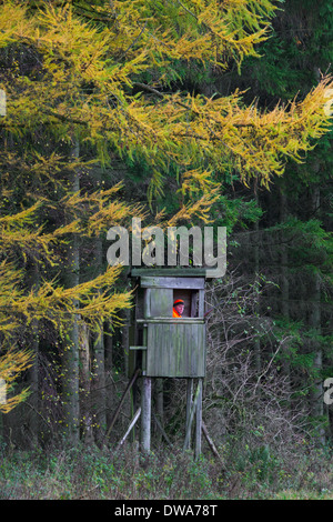 Big game hunter habillé en orange en attente soulevées masquer pour tirer le chevreuil en forêt durant la saison de chasse à l'automne Banque D'Images