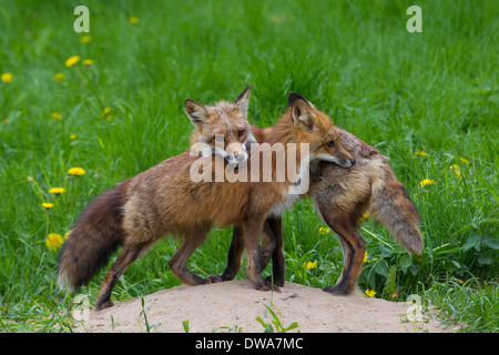 Deux renards roux (Vulpes vulpes) jouant à den in meadow Banque D'Images