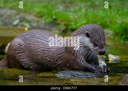 Rivière européenne loutre (Lutra lutra) manger du poisson dans l'eau du ruisseau Banque D'Images