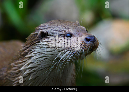 Rivière européenne loutre (Lutra lutra) close up of head montrant fourrure humide Banque D'Images