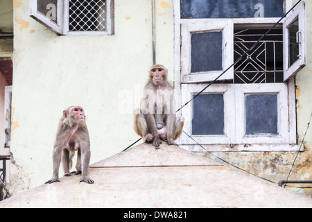 Deux macaques rhésus ou Bhandar singes (Macaca mulatta) randonnées entre les appartements à New Delhi, Inde Banque D'Images