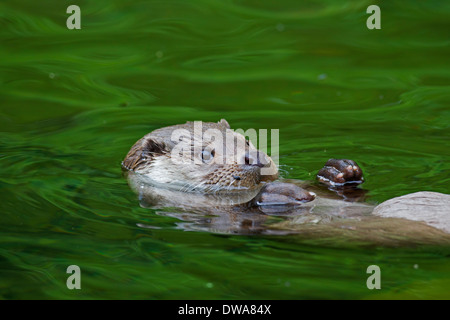 Rivière européenne loutre (Lutra lutra) Nager dans l'eau sur le dos Banque D'Images