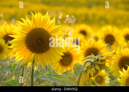 Tournesol Banque D'Images