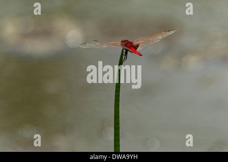 Écarlate mâle vert (Crocothemis erythraea) perché sur une paille parc national Kruger en Afrique du Sud Banque D'Images