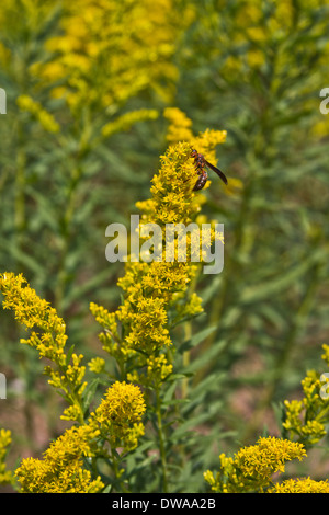 Une guêpe jaune pollinisant les fleurs de l'herbe à poux en été Banque D'Images