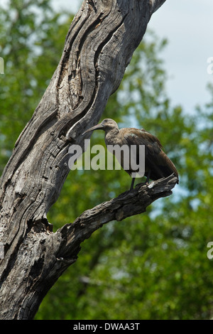 (Bostrychia hagedash Ibis hagedash) perché sur une branche, parc national Kruger en Afrique du Sud Banque D'Images