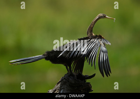 Le dard de l'Afrique de l'anhinga rufa (femelle) perché sur une branche, parc national Kruger en Afrique du Sud Banque D'Images