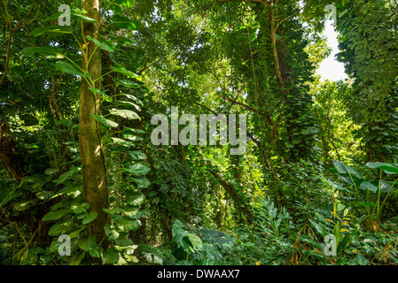 Les jungles trouvés le long de la route de Hana à Maui, Hawaii. Banque D'Images