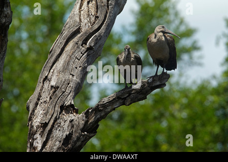 (Bostrychia hagedash Ibis hagedash) perché sur une branche, parc national Kruger en Afrique du Sud Banque D'Images
