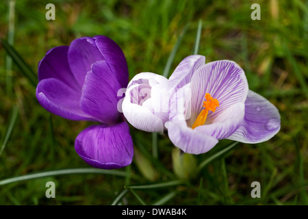 Les crocus de printemps dans les prairies de plus en plus. Banque D'Images