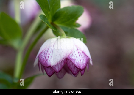 Graines hellébores floraison dans un bois à la fin de l'hiver. Banque D'Images