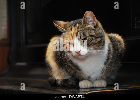 Chat tricolore se trouve sur le piano, horizontal Banque D'Images