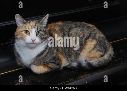 Chat tricolore se trouve sur le piano, horizontal Banque D'Images