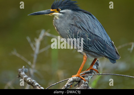 Héron strié (Butorides striata) perché sur une branche du parc national Kruger en Afrique du Sud Banque D'Images