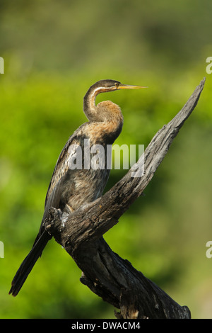 Le dard de l'Afrique de l'anhinga rufa (femelle) perché sur une branche, parc national Kruger en Afrique du Sud Banque D'Images