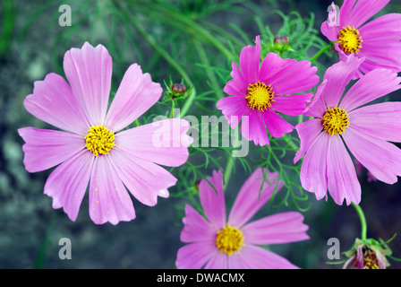 Un gros plan avec l'image comme arrière-plan fleurs lila Banque D'Images