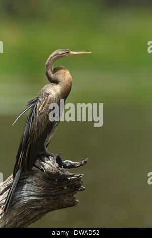 Le dard de l'Afrique de l'anhinga rufa (femelle) perché sur une branche, parc national Kruger en Afrique du Sud Banque D'Images