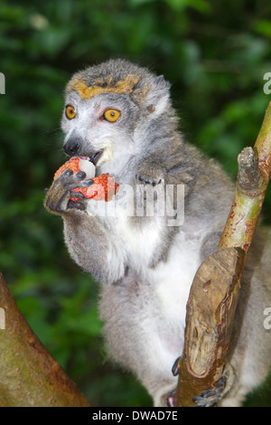 Un homme, l'Eulemur coronatus lemur couronné Banque D'Images