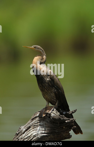 Le dard de l'Afrique de l'anhinga rufa (femelle) perché sur une branche, parc national Kruger en Afrique du Sud Banque D'Images