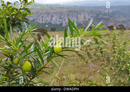 Les coupelles de semences Gomphocarpus physocarpus, communément connu sous le balloonplant, coton ballon-bush ou usine de Swan, est une espèce d'asclépiades. Banque D'Images